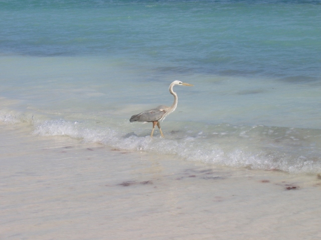 punta allen  czapla 