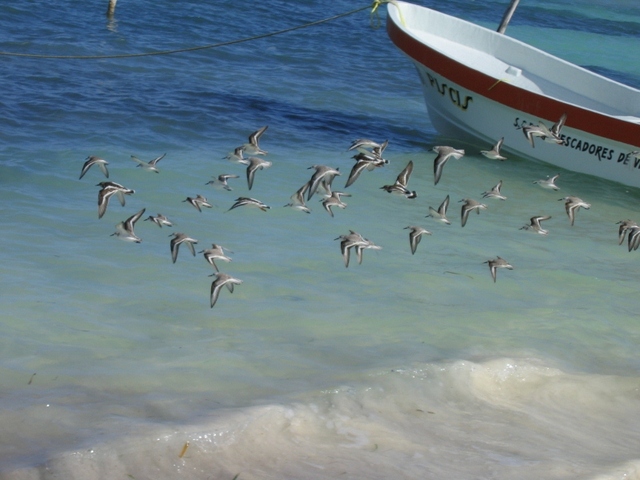 punta allen  ptaszki  