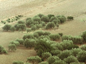 Sycylia (Sicilia) - okolice Caltagirone