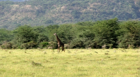 żyrafa na horyzoncie