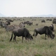 gnu i zebry w Serengeti