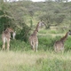 żyrafy