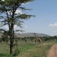 krajobraz z żyrafą