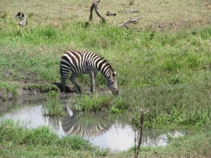 pijąca zebra