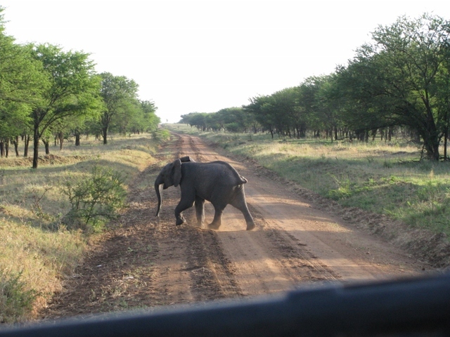 słoń na drodze