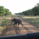 słoń na drodze