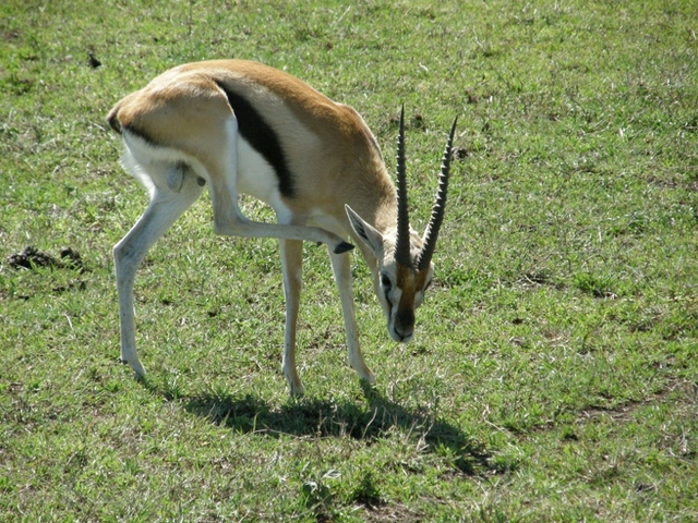 gazela Thomsona