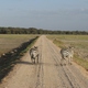 zebry w Amboseli