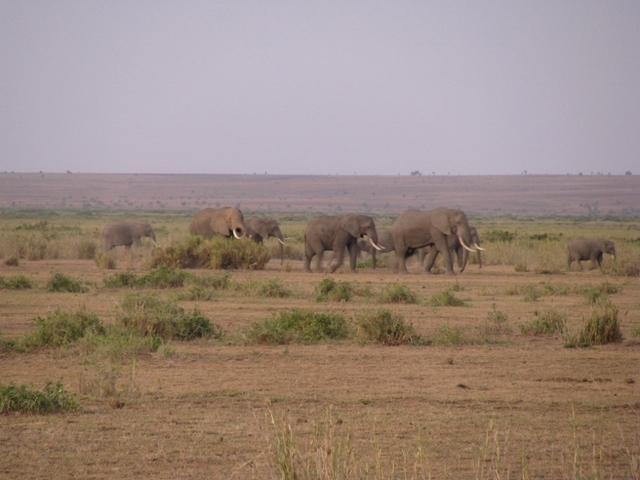 słonie bez Kili