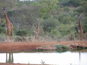 żyrafy nie chcą pić