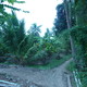 Plantacja palm