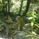 Małpka po drodze do wodospadów