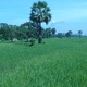 Po drodze do Angkor