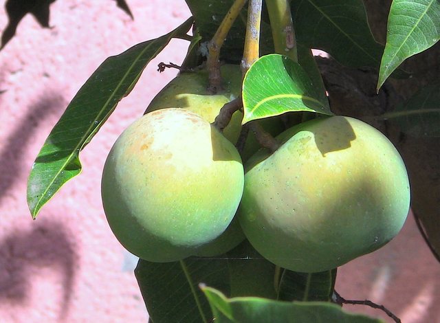 Figi z  gomerskich  plantacji