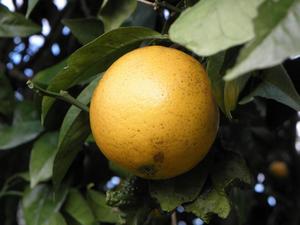 Owocowa Madera