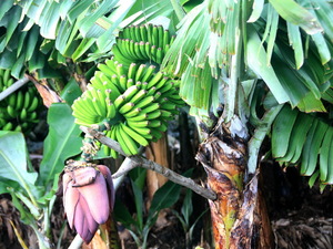 Bananowce 