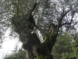 Madera, Ogród Tropikalny