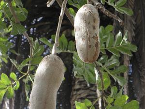 Madera, Ogród Botaniczny