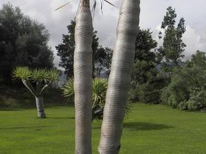 Madera, Ogród Botaniczny