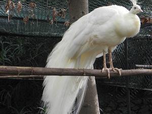 Madera, Ogród Botaniczny
