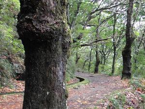 Madera, Ribeiro Frio