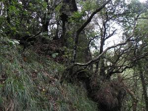 Madera, Ribeiro Frio