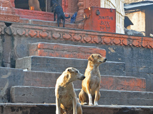 Świątynia psów? Varanasi.