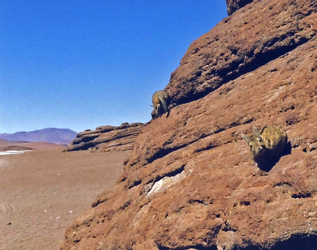 Atacama, spotkanie z szynszylami.
