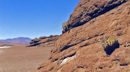 Atacama, spotkanie z szynszylami.