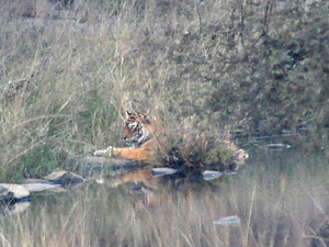 Tygrysy z Ranthambore