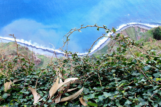 Cabo Girão- bluszcz 