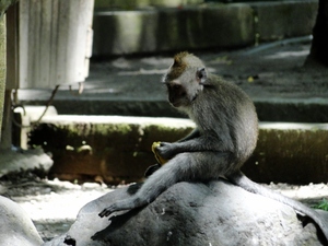 Ubud, Bali - Monkey Forest