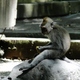 Ubud, Bali - Monkey Forest