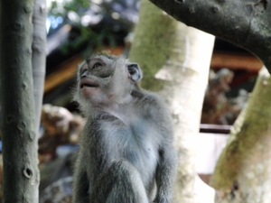 Ubud, Bali - Monkey Forest