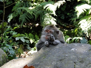 Ubud, Bali - Monkey Forest