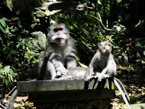 Ubud, Bali - Monkey Forest