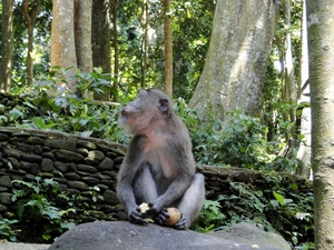 Ubud, Bali - Monkey Forest