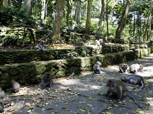 Ubud, Bali - Monkey Forest