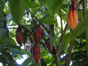 Bali - kakaowiec