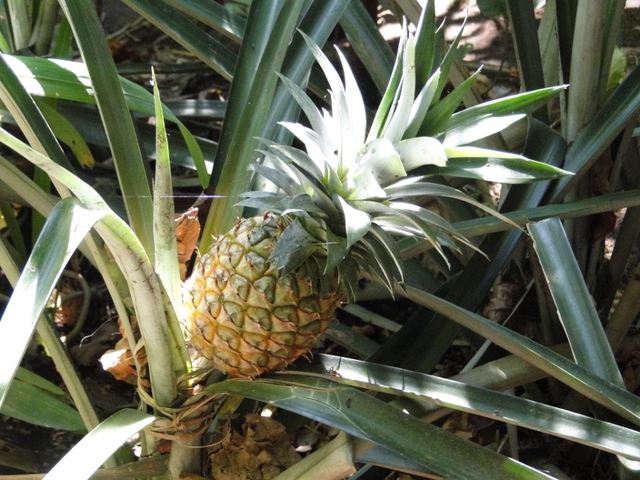 Bali ananas