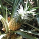 Bali ananas