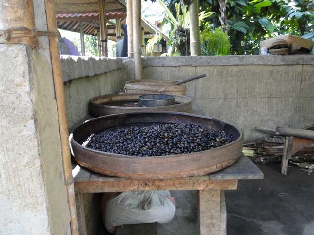 Bali - produkcja kawy
