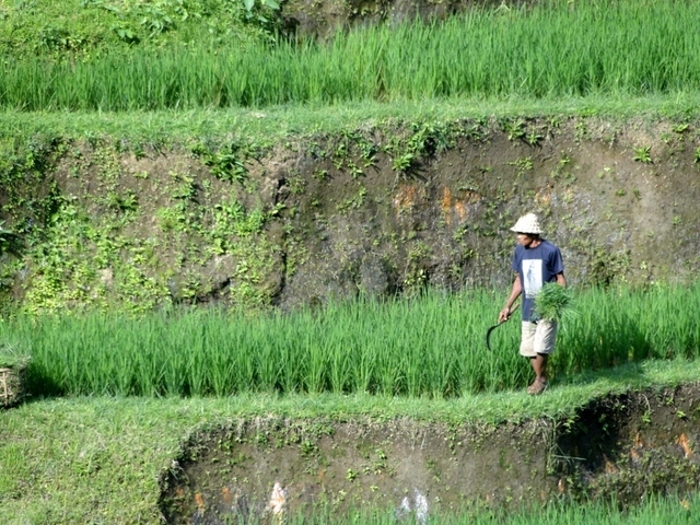 Bali - tarasy ryżowe