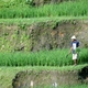 Bali - tarasy ryżowe
