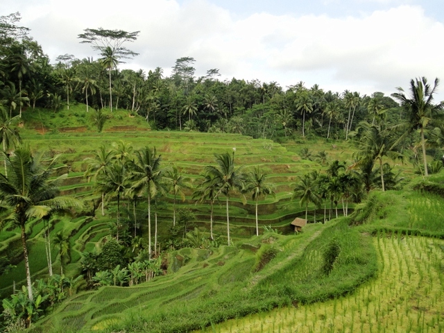 Bali - tarasy ryżowe