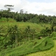 Bali - tarasy ryżowe