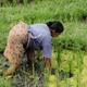 Bali - tarasy ryżowe = konbieta przy pracy