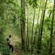 Jawa - las bambusowy w okolicach Merapi