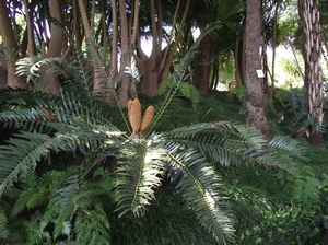 Madeira 2011 styczen 107