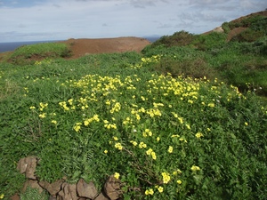 Madeira 2011 styczen 395